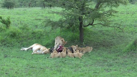 LION FAMILY EATS Video stock 75335592