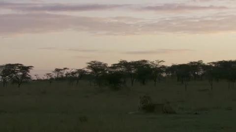 Lion far away in the field Stock Footage 12656411