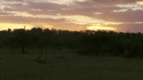 Lion far away in the field, sunset clouds Stock Footage 12656413