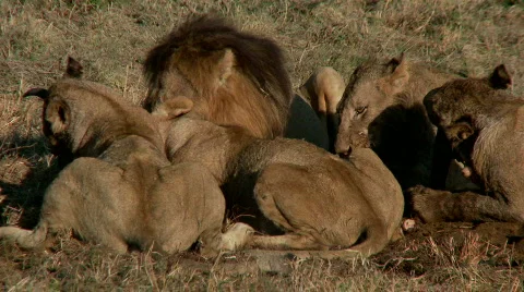 Lion Feast 스톡 동영상 532796
