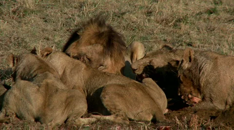 Lion Feast 库存影片 532926