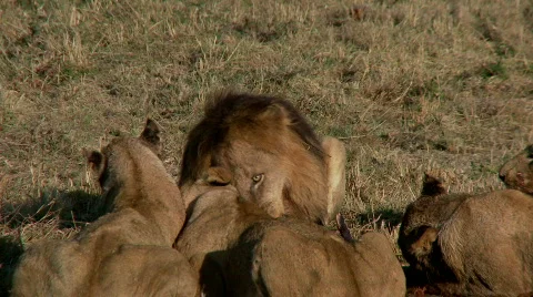 Lion Feast 库存影片 532958