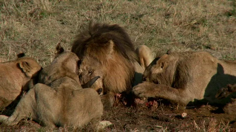 Lion Feast 库存影片 537999