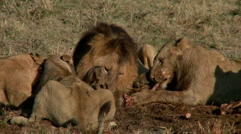 Lion Feast Stock Footage 538004