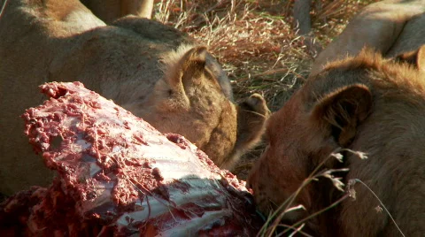 Lion Feast 库存影片 555936