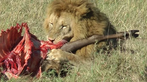 Lion feeding on a kill Video stock 130903006
