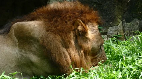 Lion Feeding Pride Stock Footage 57664761