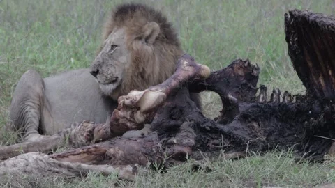 Lion feeds on rotting kill Stock Footage 301907109
