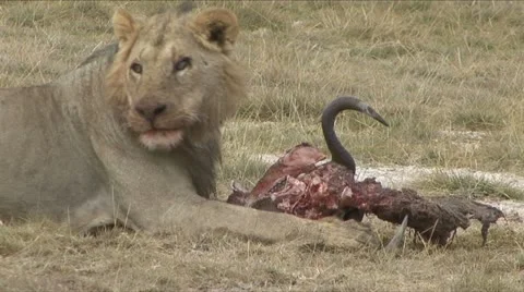 LION FEEDS ON WILDEBEEST Video stock 12760798