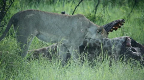 Lion female at kill feeding Stock Footage 46442270