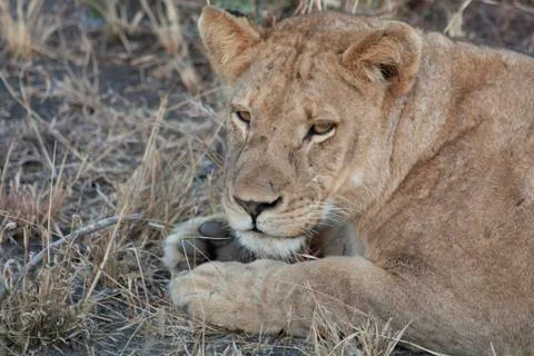 Lion-Female-SabiSands-SA (2) Stock Photos