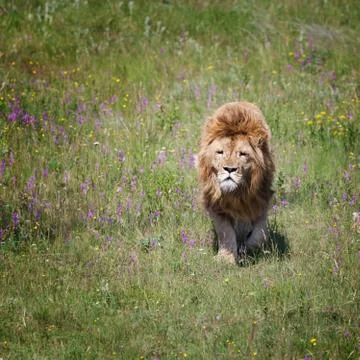 Lion is on the field Stock Photos