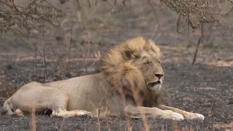 Lion, fire burned destroyed savannah. Animal in fire burnt place, African Lion l Stock Footage 163962787