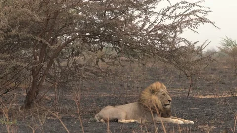 Lion, fire burned destroyed savannah. Animal in fire burnt place, African Lion l Video stock 163963159