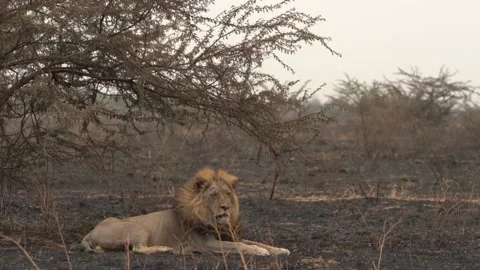 Lion, fire burned destroyed savannah. Animal in fire burnt place, African Lion l Stock Footage 163963500