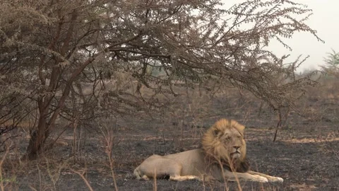 Lion, fire burned destroyed savannah. Animal in fire burnt place, African Lion l Stock Footage 163963541