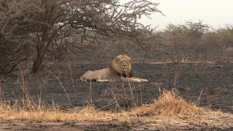 Lion, fire burned destroyed savannah. Animal in fire burnt place, African Lion l Stock Footage 163963768