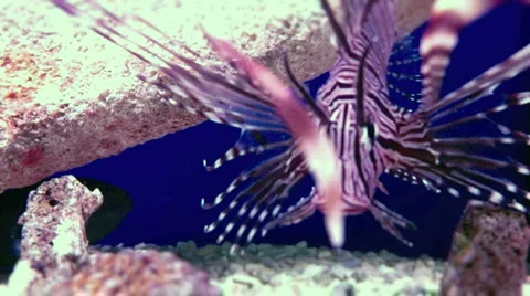 LION FISH-001 Stock Footage 1048137