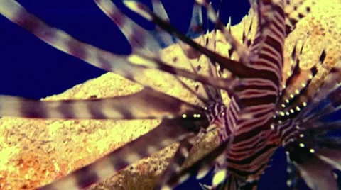 LION FISH-002 Stock Footage 1047287