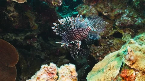 Lion Fish at 15m. Curaçao diving Stock Footage 302415914