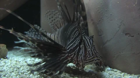 Lion fish 2 스톡 동영상 8512460
