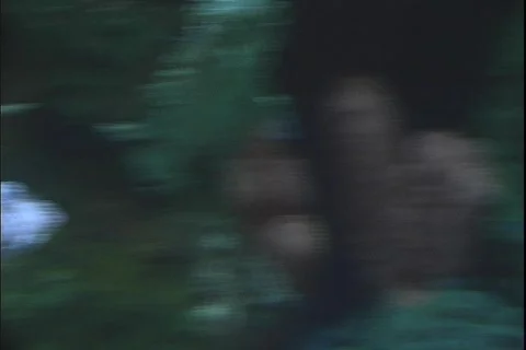 Lion fish 3 動画素材 304526