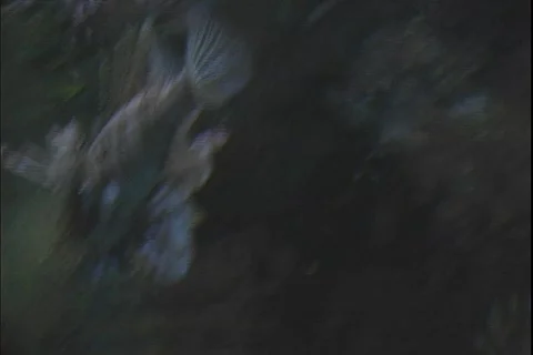 Lion fish 3 動画素材 304844