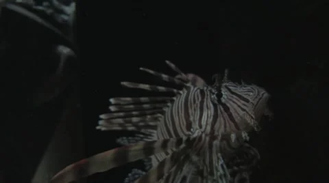 Lion fish 4 Video stock 8512980