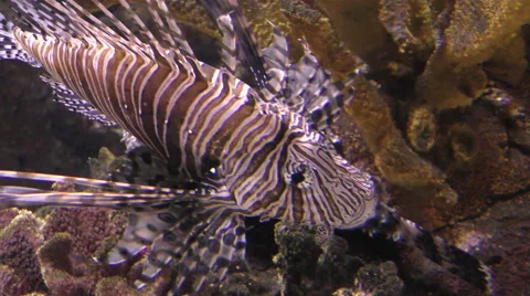 Lion fish 4K Stock Footage 52589128