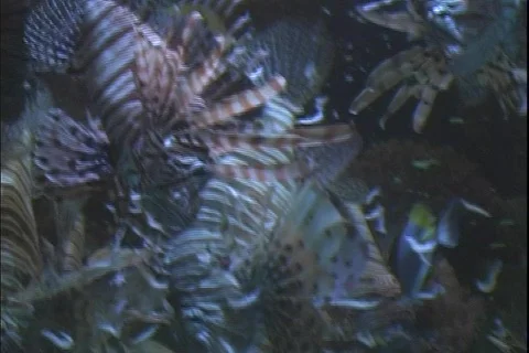 Lion fish 5 動画素材 304619