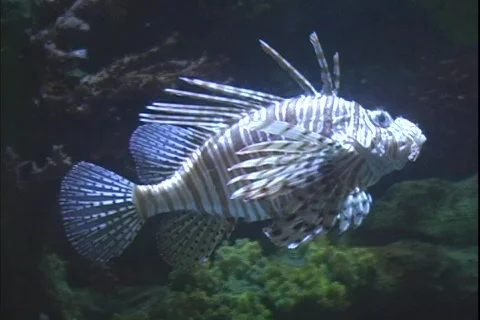 Lion fish 5 Stock Footage 304624