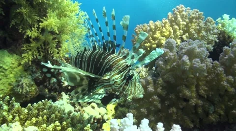 Lion fish in Abu Dabbab Stock Footage 59534922