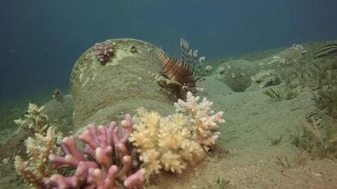 Lion fish amphora bottom red sea Stock-Footage 71841239
