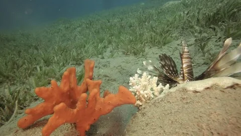 Lion fish amphora bottom red sea Stock-Footage 71845653