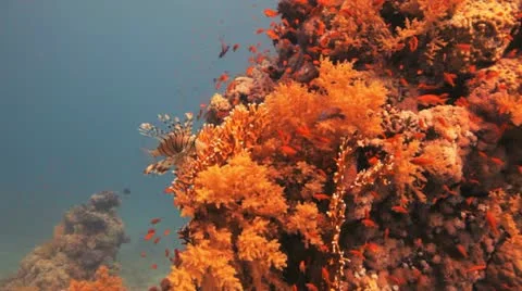 Lion fish and clouds of anthias at the reef Stock Footage 22639394