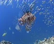 Lion fish and small bait ball SD Footage