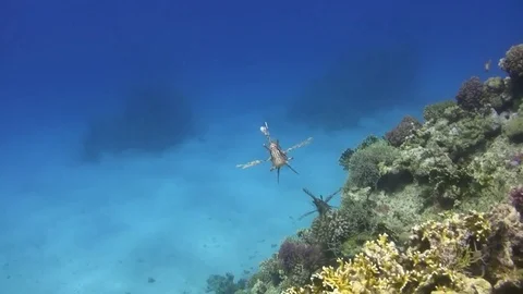 Lion fish approaching fast the camera Stock Footage 76155782