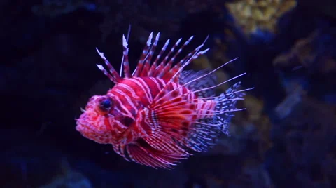 Lion fish in aquarium with dark background Stock Footage 54685015
