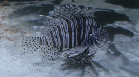 Lion Fish in Aquarium 스톡 동영상 50541603