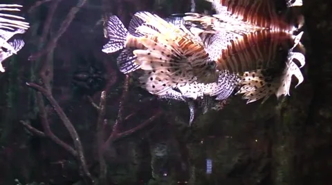 Lion fish in aquarium Vídeos de archivo 51365474