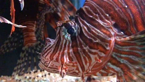 Lion fish in aquarium Stock Footage 88389713