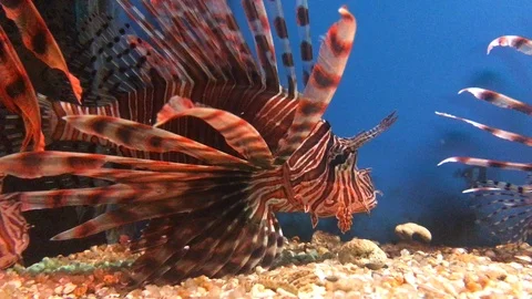 Lion fish in aquarium Stock Footage 88391801