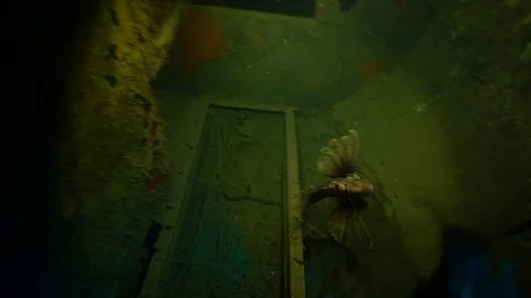 Lion Fish Attacks Scuba Diver inside the Ship Wreck Video stock 124204359