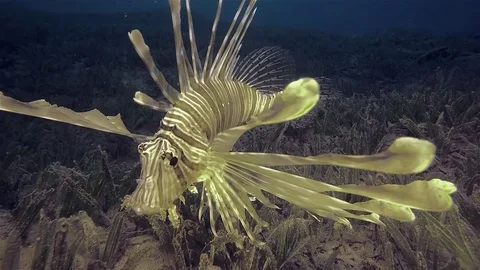 Lion fish  bottom red sea Egypt diving afternoon Stock-Footage 89949429