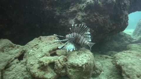 Lion fish. Butterfly cod. Feather fins. A lionfish Stock Footage 115121112