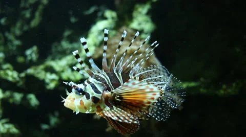 Lion-fish in the clear water Stock Footage 64043389