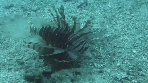 Lion fish close up Stock Footage 33098964