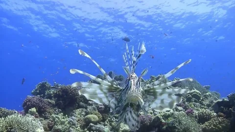 Lion fish - close up Stock Footage 76155823
