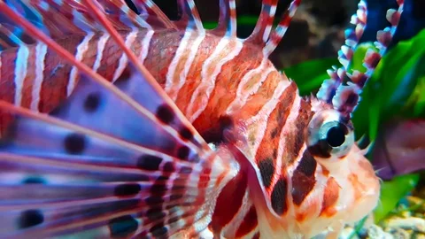 Lion Fish Close Up Stock Footage 83492417