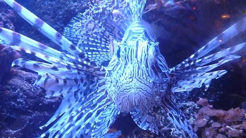 Lion Fish Close Up Stock Footage 108788988